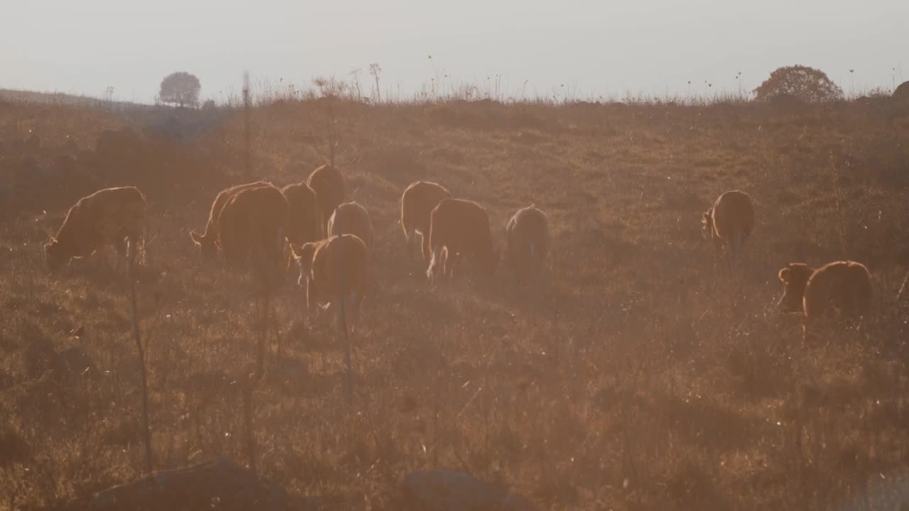 Beautiful herd of cows grazing