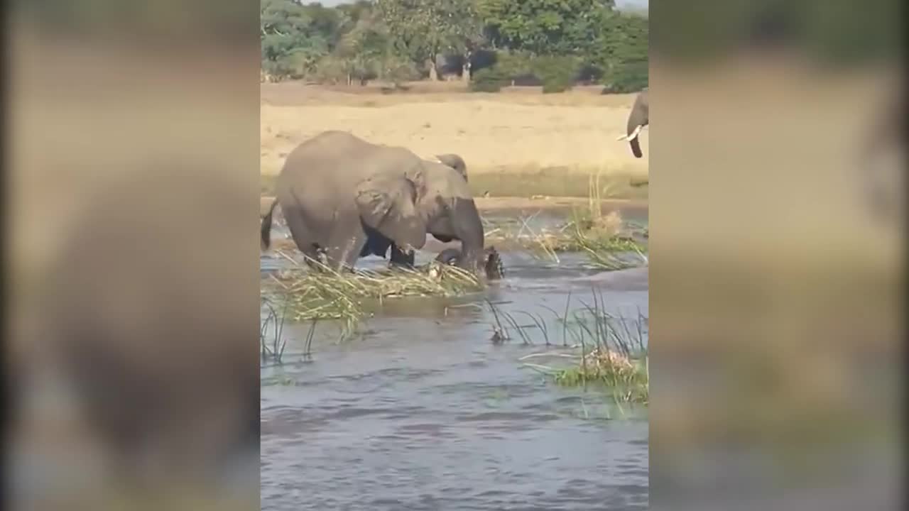 Elephant throw the crocodile who came to catch him