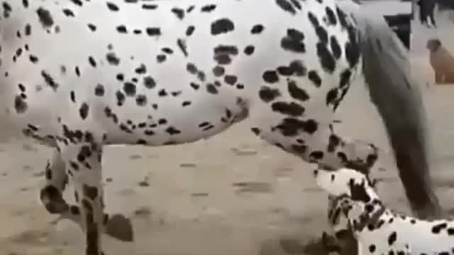 Funny Little Animals