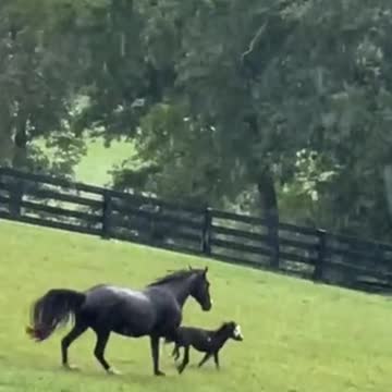 LITTLE BLACK BEAUTY 😍