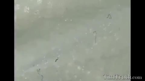 Mask Parasites