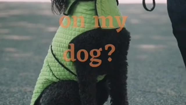 Funny cute dog videos compilations | funny pet videos| funny dog fails | Try not to laugh #shorts