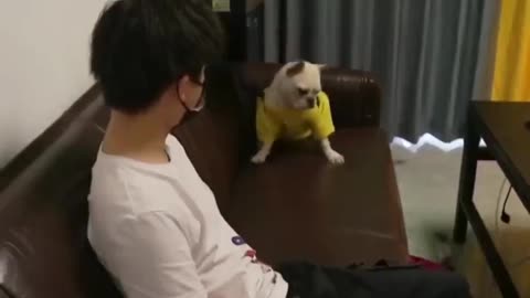 don't disturb your dog while he is playing video games