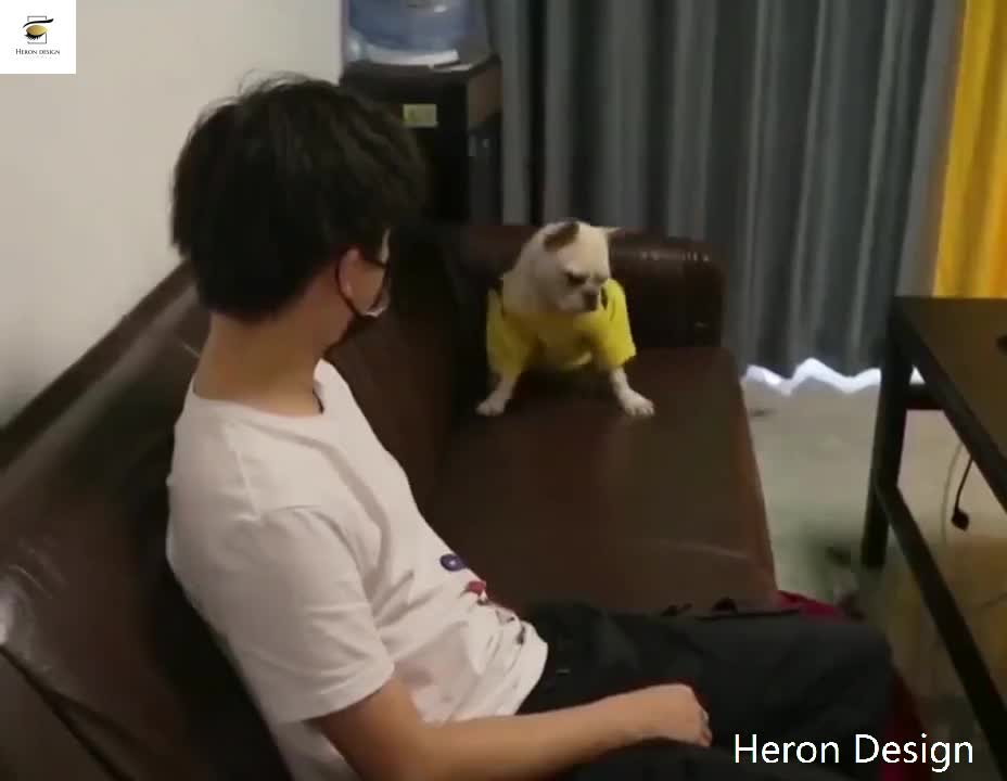 don't disturb your dog while he is playing video games