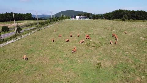 Dorothy lived in the farm with her parents