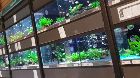 So so beautiful fish