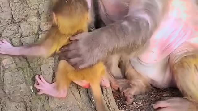 Baby monkeys learn to climb trees