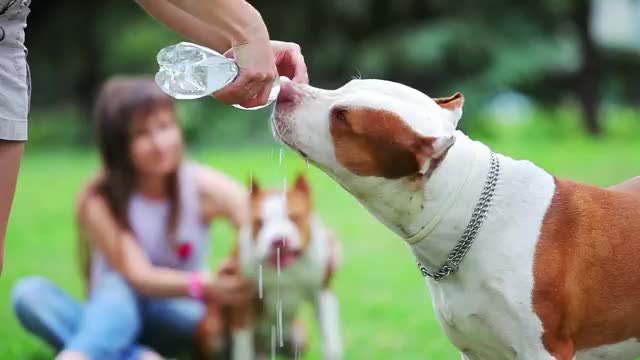 gives his dogs water to drink from a bottle