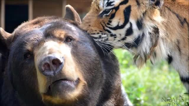 A sweet trio of lion, tiger and bear refuse to part ways after 15 years Together🦁🐯