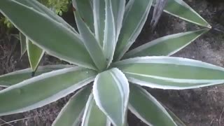 A planta agave tem a sua beleza, mas também tem espinhos na ponta que furam [Nature & Animals]