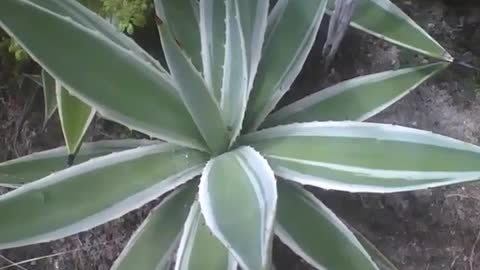 A planta agave tem a sua beleza, mas também tem espinhos na ponta que furam [Nature & Animals]