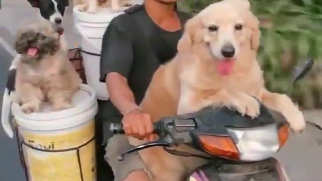 funny dog riding