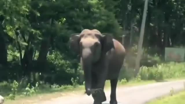 Wild Elephant Attack 🐘 A Car 🚗🚘#Video 🤩😛