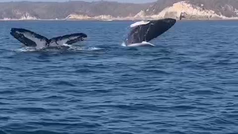 Whale mother with her baby