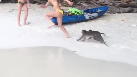 Monkeys Chase Woman on Beach