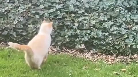 Fanny animal video