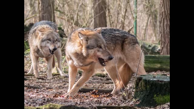 Relaxing, Soothing Stress Relief from The Wolves