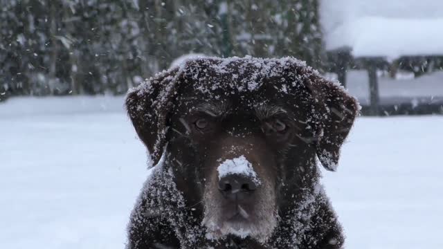 Dogs in a lake of snow