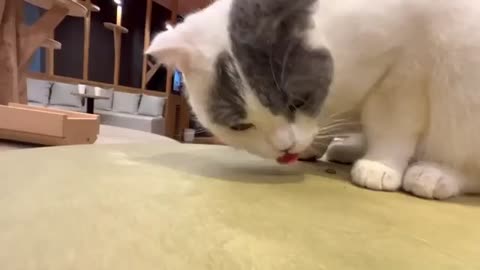 Kitties likes lollypop