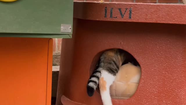 A Cat Entering a Cat house