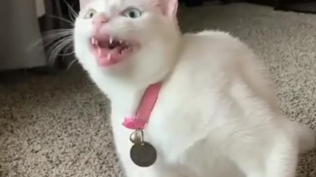 CAT SINGING SONG 😍
