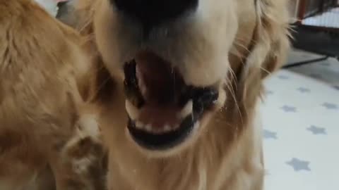 Beautiful dog