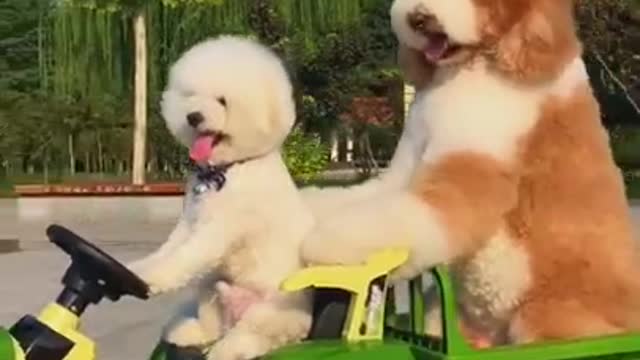 Gigantic Fluffy Poodle Dogs Love Being Carried Everywhere