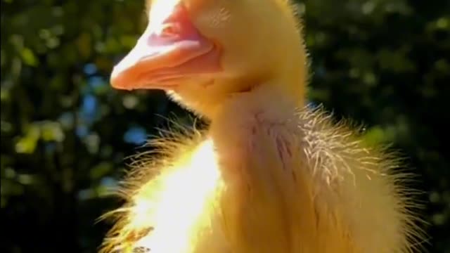 I'm just a baby duck, haha