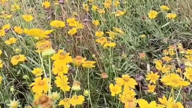 orange flower sea