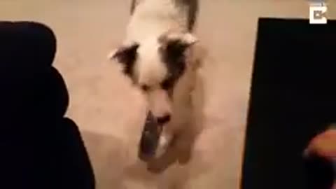 Best trained and disciplined dogs