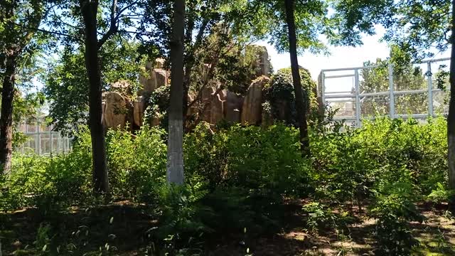 This rockery is covered with vines