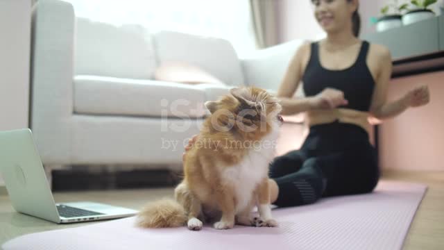 Funny puppy with owner ply