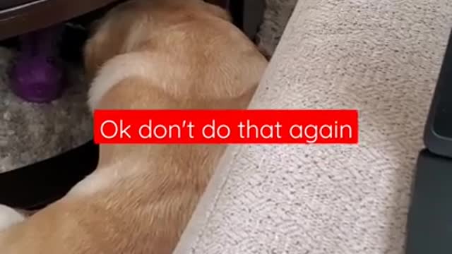 Funny Dogs Hates it When Disturbed During Sleep