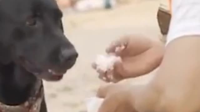 The man loves the dog.