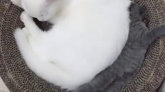 It's my pet, but it's also my friend