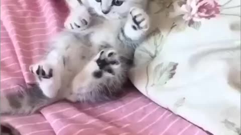 Cat funny video