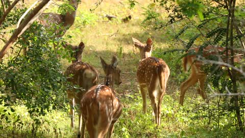 Triplets Deer Walk With Family in the forest