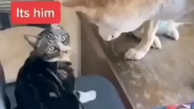 Funny Cat Videos-Funny Dog Videos very funny