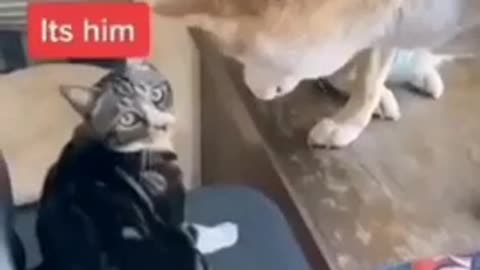 Funny Cat Videos-Funny Dog Videos very funny