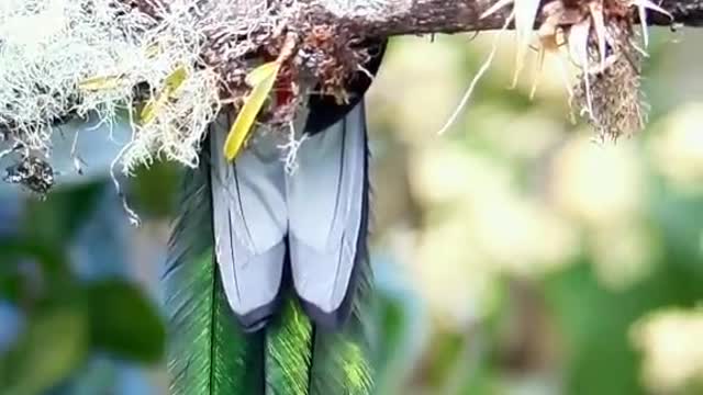 Quetzal