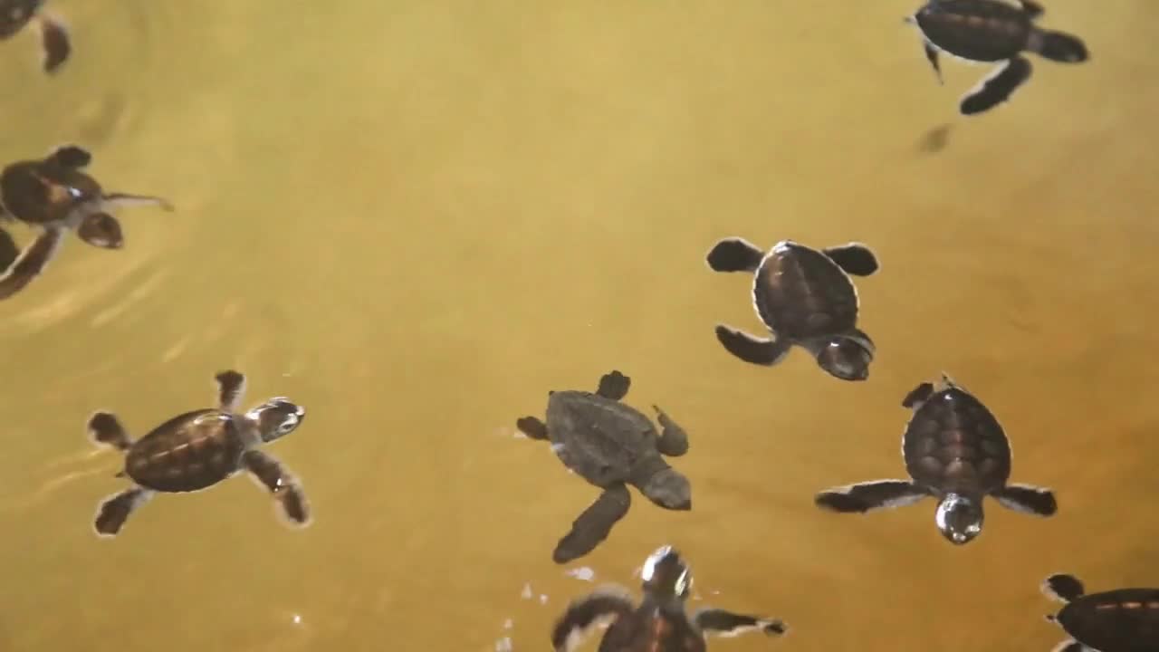 Baby turtles swimming in a pool at a turtle hatchery in Sri Lanka