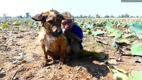 Monkey rescued by dog