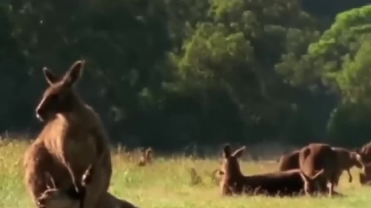Funny cats in the world