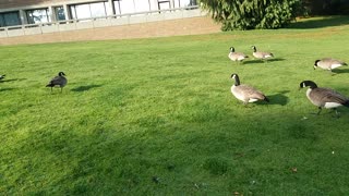 Geese in pond