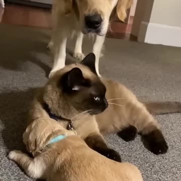 Daily Happy Video (8) - CAT COMFORTS PUPPY While Tired Mama Takes A Much Needed Break