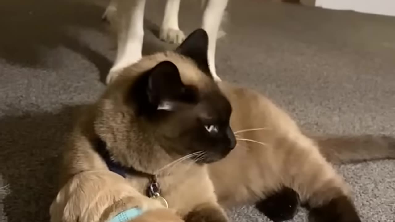 Daily Happy Video (8) - CAT COMFORTS PUPPY While Tired Mama Takes A Much Needed Break