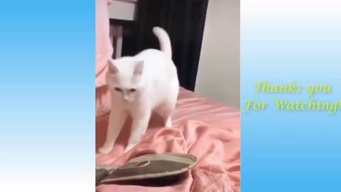 Best dancing cat ever. Must see the cat while dancing!