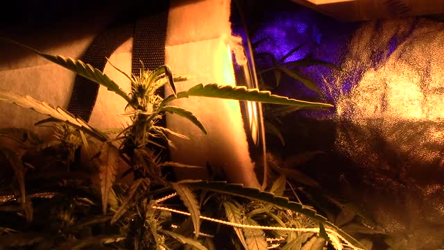 Growth journal batch #2