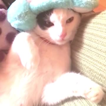 Cat with earwarmers