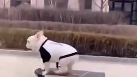 These dogs are very intelligent II Funny Dogs II dancing dogs funny videos